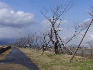6 堤防の桜並木